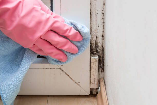 Best Basement Mold Remediation in Berkshire Lakes, FL